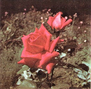 Re