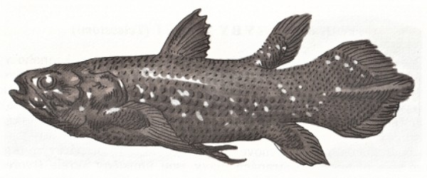 Latimrie