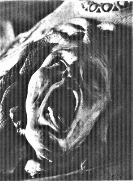 Hrza v umn VIII