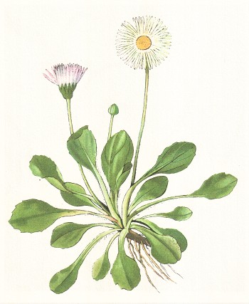 Sedmikrska