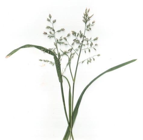 Travika