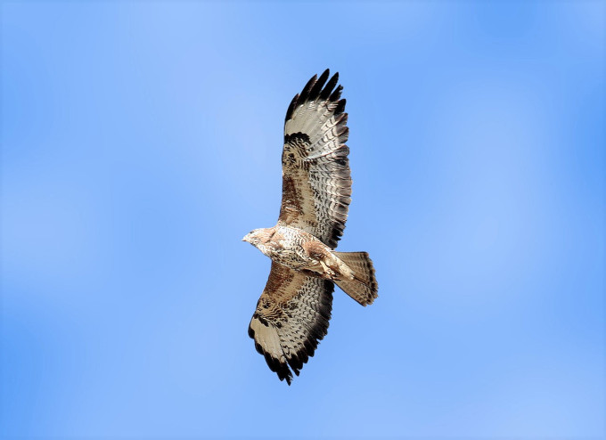 1280px-Buzzard